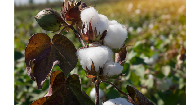 Cotton Growing Organically_Paul lucianolaw